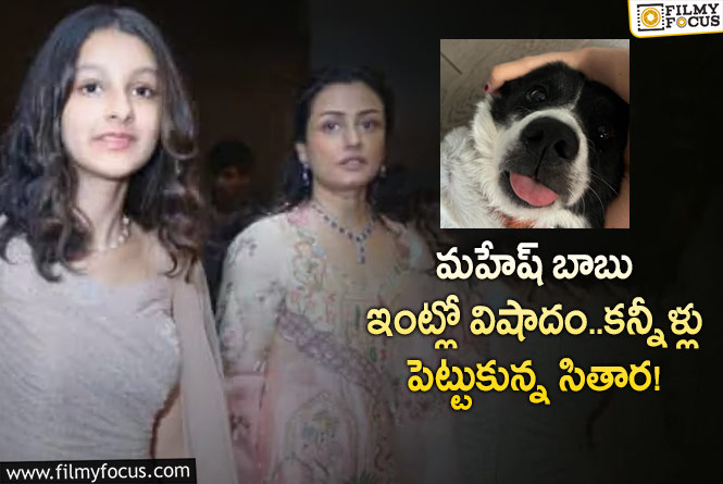 Sitara: పెట్ డాగ్ ఫ్లూటో మరణించడంతో ఎమోషనల్ అయినా సితార!