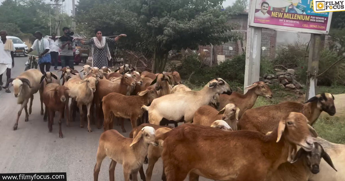 Dhanya Balakrishna grazing sheep video goes viral